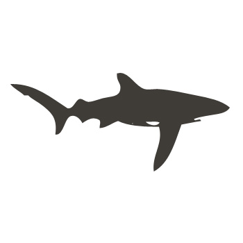 Žralok - malířská šablona